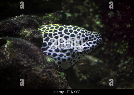 Gymnothorax favagineus Laced moray (), également connu sous le nom de la murène léopard. Banque D'Images