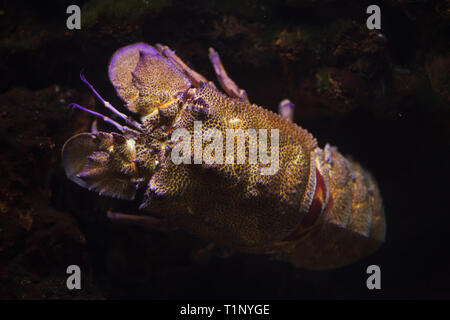 Cigale de mer (Scyllarides Méditerranée latus), également connu sous le nom de la Méditerranée locust le homard. Banque D'Images