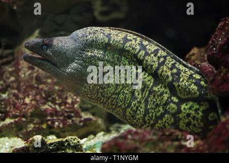 Moray méditerranéen (Muraena helena), également connu sous le nom de Saint Helena murène. Banque D'Images