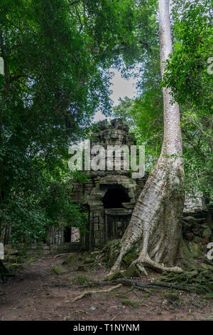 Shot verticale de l'arbre énorme de plus en face d'un temple à Angkor Wat site archéologique Banque D'Images