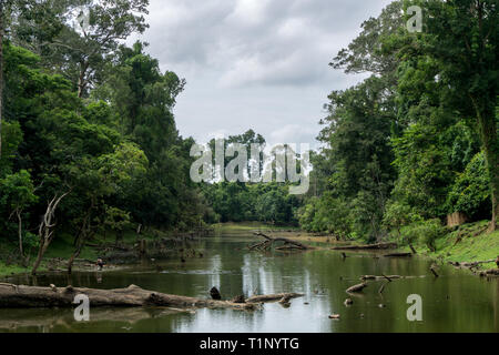 Jungle luxuriante de la végétation sur les rives d'un fleuve en Asie du sud-est Banque D'Images