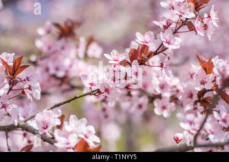 Cherry Tree brunchs rempli de fleurs rose de rêve avec le mélange avec le flou d'arrière-plan blanc. Concept de printemps. Close up, selective focus Banque D'Images