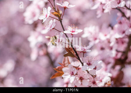 Abeille pollinisant les fleurs sakura rose, fleur de cerisier sur une journée ensoleillée de printemps, Close up, doux et selective focus Banque D'Images