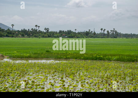 Un étang rempli de fleurs de lotus dans l'avant-plan avec des champs de riz vert, dans l'arrière-plan et de palmiers à l'horizon Banque D'Images