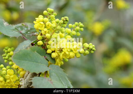 Mahonia Pinnacle des grappes de fleurs au début du printemps, le jardin britannique frontière. Aga Banque D'Images