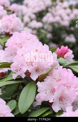 L'esprit de Noël de Rhododendron. Fleurs voyantes de rhododendron de Noël au début du printemps, au Royaume-Uni. Aga Banque D'Images