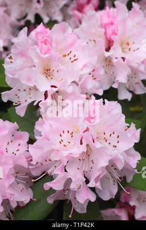 L'esprit de Noël de Rhododendron. Fleurs voyantes de rhododendron de Noël au début du printemps, au Royaume-Uni. Aga Banque D'Images