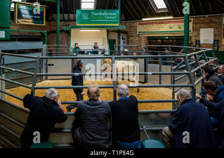 Une vache en vente dans l'encan à Northallerton North Yorkshire Banque D'Images