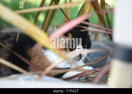 Soffie le chat se reposer à l'ombre dans le jardin, soffie le chat est un persan exotic Banque D'Images