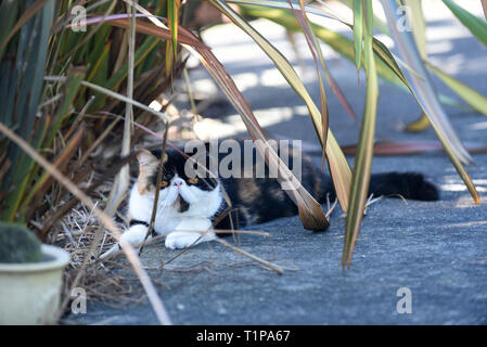 Soffie le chat se reposer à l'ombre dans le jardin, soffie le chat est un persan exotic Banque D'Images