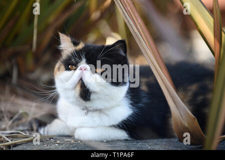 Soffie le chat se reposer à l'ombre dans le jardin, soffie le chat est un persan exotic Banque D'Images