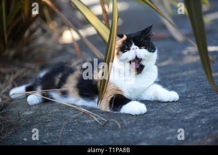 Soffie le chat se reposer à l'ombre dans le jardin, soffie le chat est un persan exotic Banque D'Images