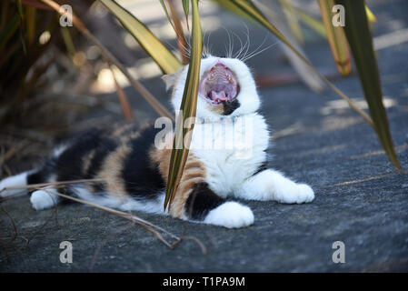 Soffie le chat se reposer à l'ombre dans le jardin, soffie le chat est un persan exotic Banque D'Images