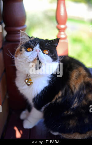 Soffie le chat couché sur le balcon à côté d'un mur de brique, il est un persan exotic Banque D'Images