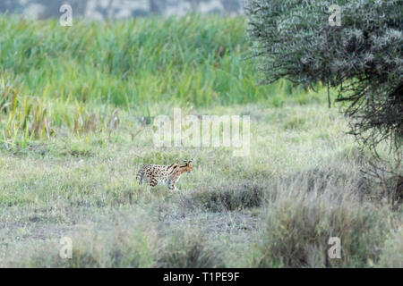 Un adulte seul Serval cat chasse dans la prairie ouverte, court sur le bord de la zone de marais, Lewa Wilderness, Lewa Conservancy, Kenya, Africa Banque D'Images