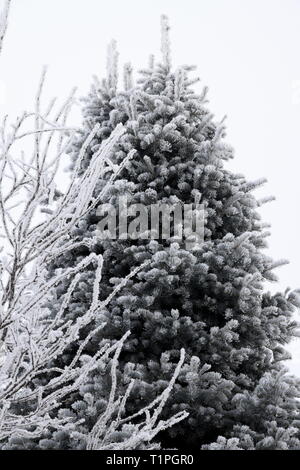 neige et glace Banque D'Images