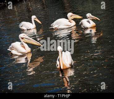 Grand groupe de pélicans blancs (Pelecanus onocrotalus) sur l'étang. Photo Nature. Teal et orange photo filtre. Banque D'Images