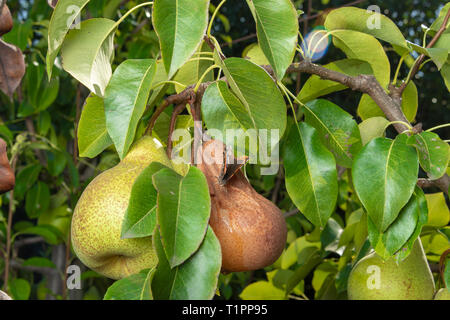 Pear Tree touchés par les maladies fongiques. Close-up of fruit jaune malades а pourris Banque D'Images