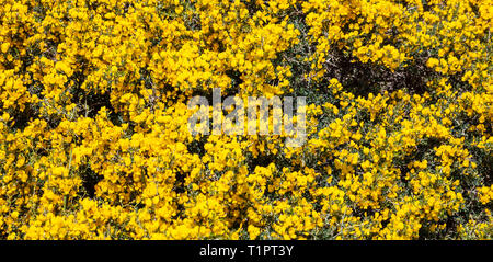 Printemps, temps de Pâques, la Grèce, l'île des Cyclades. Bush sauvages aux fleurs jaunes, texture background Banque D'Images