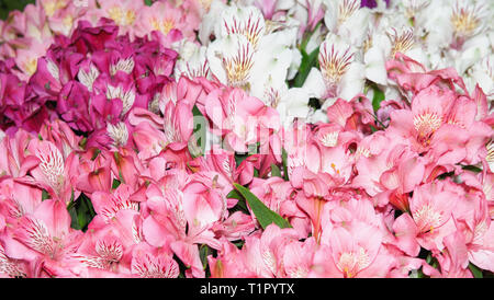 L'Alstroemeria est rouge-rose multicolore et inégale. Arrière-plan de fleurs. Banque D'Images