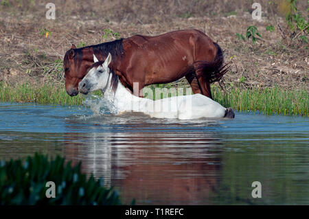 Deux chevaux dans un étang dans le Pantanal au Brésil Banque D'Images