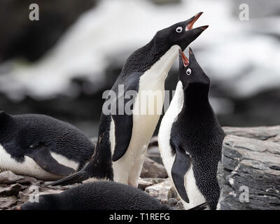 Les manchots Adélie (Pygoscelis adeliae) parade nuptiale, Shingle Cove, Coronation Island, îles Orcades du Sud, l'Antarctique Banque D'Images