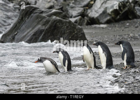 Les manchots Adélie (Pygoscelis adeliae), la position à l'autre, l'anse de galets, Coronation Island, îles Orcades du Sud, l'Antarctique Banque D'Images