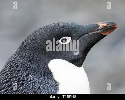 Manchot Adélie (Pygoscelis adeliae), head shot, Shingle Cove, Coronation Island, îles Orcades du Sud, l'Antarctique Banque D'Images