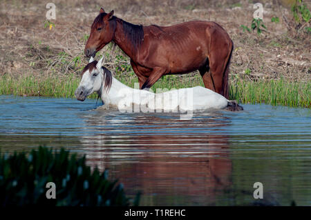 Deux chevaux dans un étang dans le Pantanal au Brésil Banque D'Images