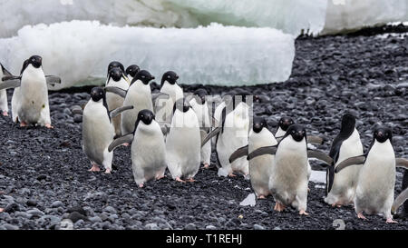 Les manchots Adélie (Pygoscelis adeliae) Brown Bluff, Sound, dans l'Antarctique l'Antarctique Banque D'Images