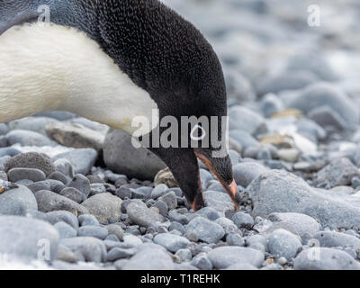 Manchot Adélie (Pygoscelis adeliae) choisir une pierre pour son nid, Brown Bluff, Sound, dans l'Antarctique l'Antarctique Banque D'Images