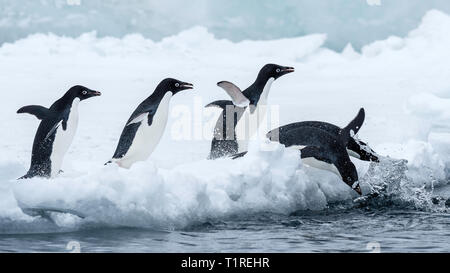 Les manchots Adélie (Pygoscelis adeliae) en direction de la mer, Brown Bluff, Sound, dans l'Antarctique l'Antarctique Banque D'Images