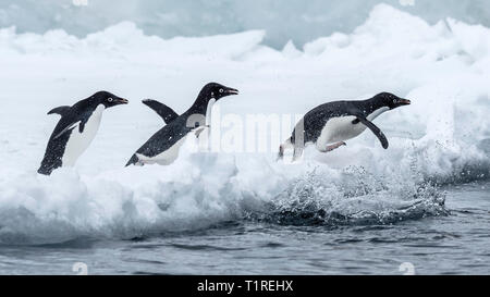 Les manchots Adélie (Pygoscelis adeliae) en direction de la mer, Brown Bluff, Sound, dans l'Antarctique l'Antarctique Banque D'Images