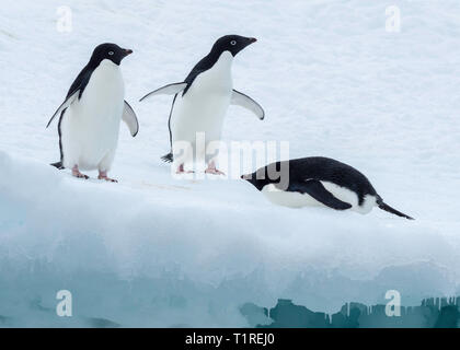 Les manchots Adélie (Pygoscelis adeliae) détente sur la glace, Brown Bluff, Sound, dans l'Antarctique l'Antarctique Banque D'Images