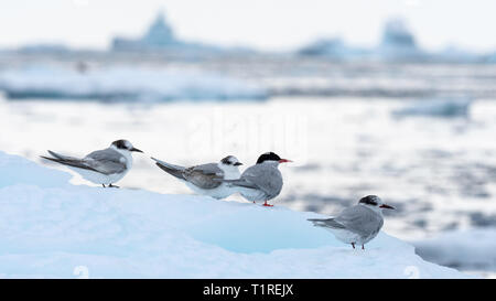 Sternes antarctiques (Sterna vittata) juvéniles et adultes, Lindblad Cove, péninsule antarctique, Trinity Banque D'Images