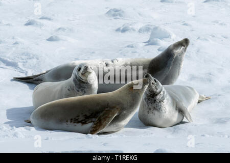 Les phoques crabiers (Lobodon carcinophaga), Canal Lemaire, l'Antarctique Banque D'Images