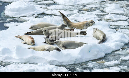 Les phoques crabiers (Lobodon carcinophaga), Canal Lemaire, l'Antarctique Banque D'Images