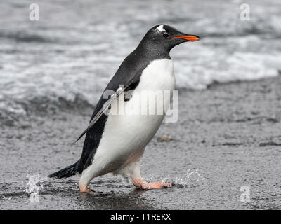 Gentoo pingouin (Pygoscelis papua) walking on beach, Shingle Cove, l'île Coronation, îles Orcades du Sud, l'Antarctique Banque D'Images