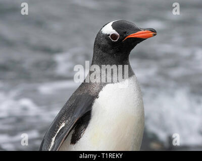 Gentoo pingouin (Pygoscelis papua), l'anse de galets, Coronation Island, îles Orcades du Sud, l'Antarctique Banque D'Images