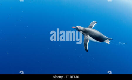 Gentoo pingouin (Pygoscelis papua) sous l'eau, Lindblad Cove, péninsule antarctique, Trinity Banque D'Images