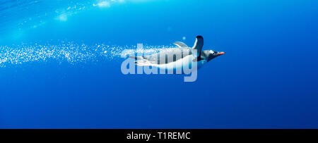 Gentoo pingouin (Pygoscelis papua) voler dans l'eau, Lindblad Cove, péninsule antarctique, Trinity Banque D'Images