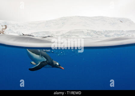 Gentoo pingouin (Pygoscelis papua) la moitié au-dessus, la moitié sous l'eau, Lindblad Cove, péninsule antarctique, Trinity Banque D'Images