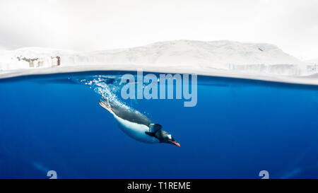 Gentoo pingouin (Pygoscelis papua) la moitié au-dessus, la moitié sous l'eau, Lindblad Cove, péninsule antarctique, Trinity Banque D'Images