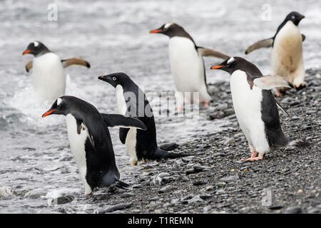 Gentoo et AdÃ©lie les pingouins, au bord de l'eau, Anse Shingle, Coronation Island, îles Orcades du Sud, l'Antarctique Banque D'Images