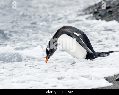 Gentoo pingouin (Pygoscelis papua) sur la rive de galets, Cove, Coronation Island, îles Orcades du Sud, l'Antarctique Banque D'Images