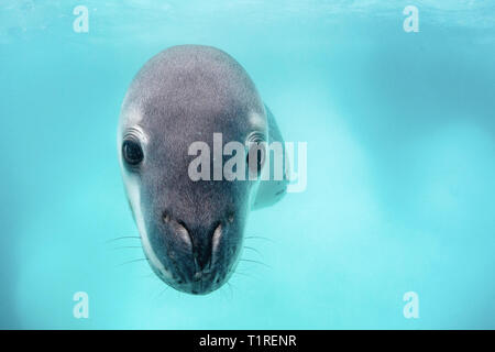 Des profils leopard seal, Hydrurga leptonyx, Fonds sous-marins à Monroe Island, îles Orcades du Sud, l'Antarctique. Banque D'Images