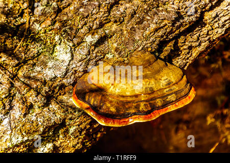 Une large ceinture rouge champignon à un vieil arbre le long du sentier de randonnée à Sticta Falls dans le parc provincial Wells Gray, en Colombie-Britannique, Canada Banque D'Images