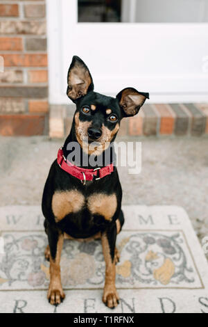 Pinscher Nain chien posant pour une photo à l'extérieur. Banque D'Images