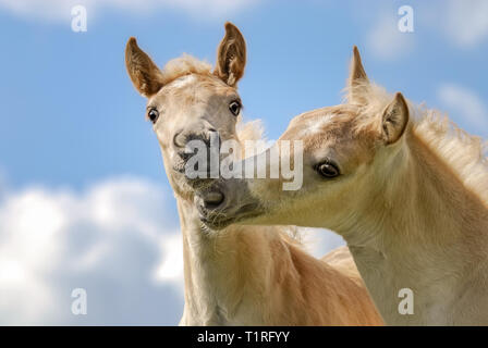 Deux poulains chevaux Haflinger jouer côte à côte dans un pré, grignoter leurs narines en face de ciel bleu Banque D'Images