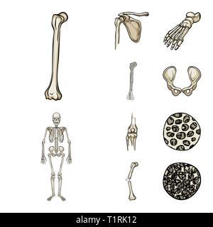 Fémur,foot,,hanche,l'appareil locomoteur Fracture,fibre,ostéoporose,casse,bassin,cheville,bony,joints,sain,scientifique,la douleur,cell,péroné jambe,squelettique,biais,tissu,,shin,,pelvienne podiatrie genou chirurgie,,,dommage,muscle squelette,os,anatomie,des,organes,médical,médecine,clinique,biologie,,set,icône,,illustration,collection,isolé,design,graphisme,élément signe,caricature,couleur,vecteurs vecteur , Illustration de Vecteur